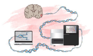 ​Ny metod att identifiera gener som kan driva hjärntumörer 2