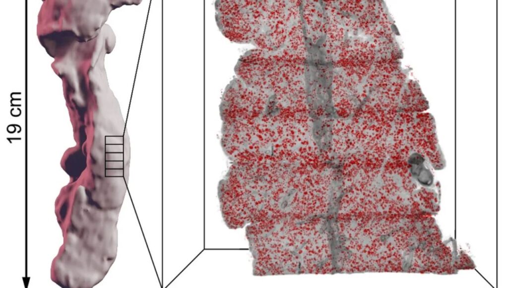 Ny metod möjliggör detaljstudier av mänskliga organ i 3D