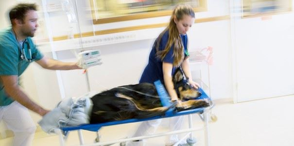 Få hund- och kattägare kan göra hjärt-och lungräddning