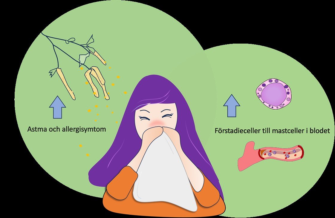 Fler förstadieceller till mastceller vid pollensäsong