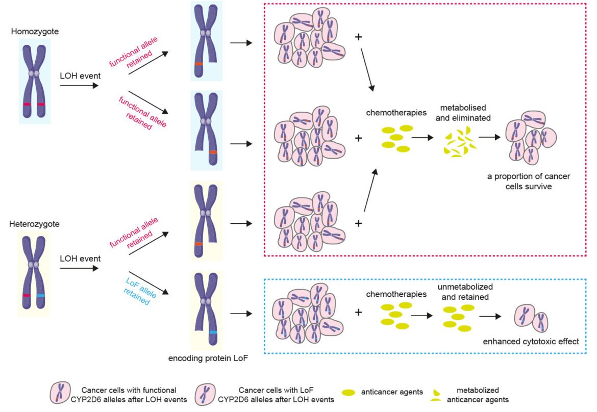 Genetisk variation ger ökad känslighet mot cancerläkemedel