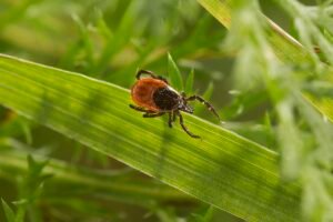 TBE sprids till nya områden och säsongen i Sverige blir allt längre