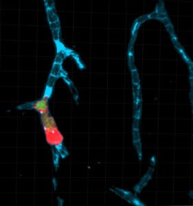 Nya rön visar hur parasiten tar sig in i hjärnan