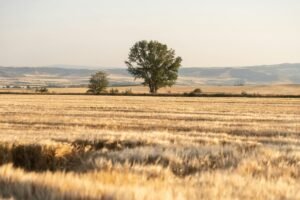 6 miljoner i anslag från Forte för forskning om kamratstöd för kvinnor med flykterfarenheter och psykisk ohälsa