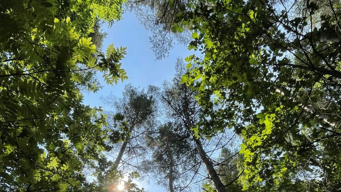 Deltagare sökes till ny studie om skogsbad