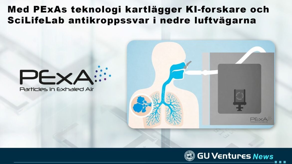 Med PExAs teknologi kartlägger KI-forskare och SciLifeLab antikroppssvar i nedre luftvägarna
