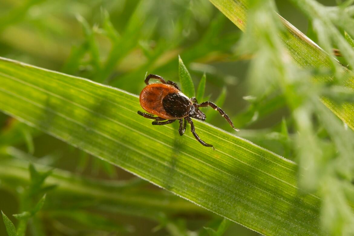 Lxodes ricinus, fästing, foto Pfizer (1) rgrt