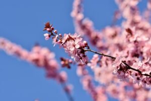 ralphs fotos cherry blossoms 7766587 1920